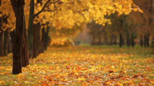 Leaves_Fall_November_Digital Content_Digital Signage