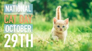 National Cat Day October 29 Arreya Digital Signage Graphic