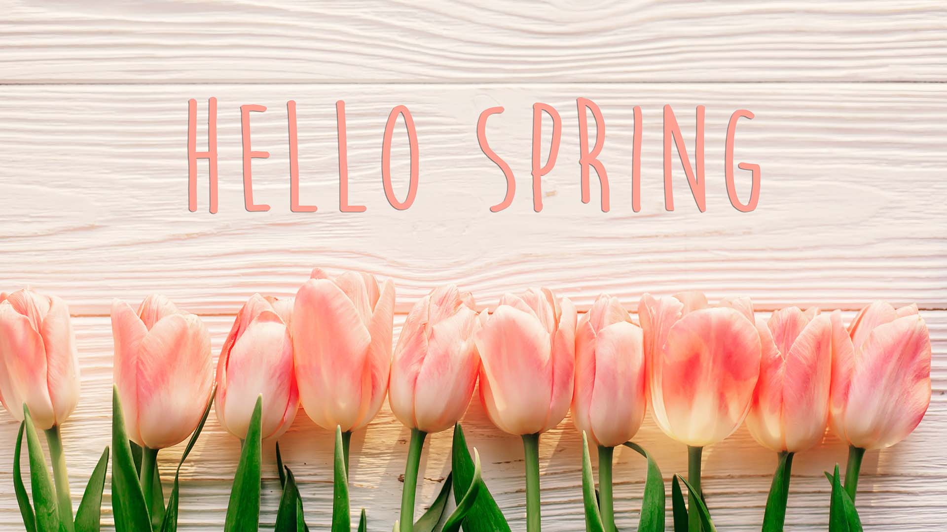 10 Light Pink tulips laying across a cream colored wooden deck. Hello Spring" is spelt out above the tulips in a salmon colored font