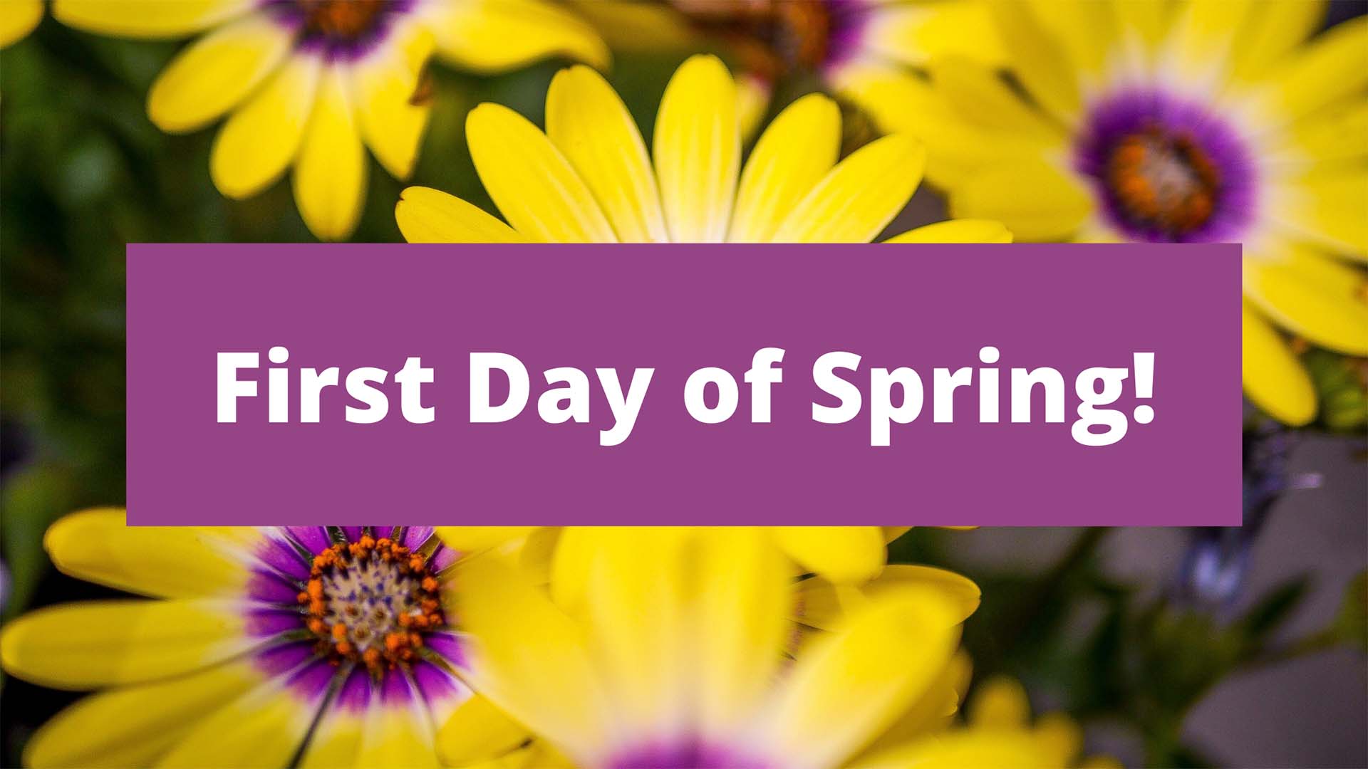 Photo of yellow and purple daisy flowers with a purple rectangle in the middle of the graphic reading "First Day of Spring!"