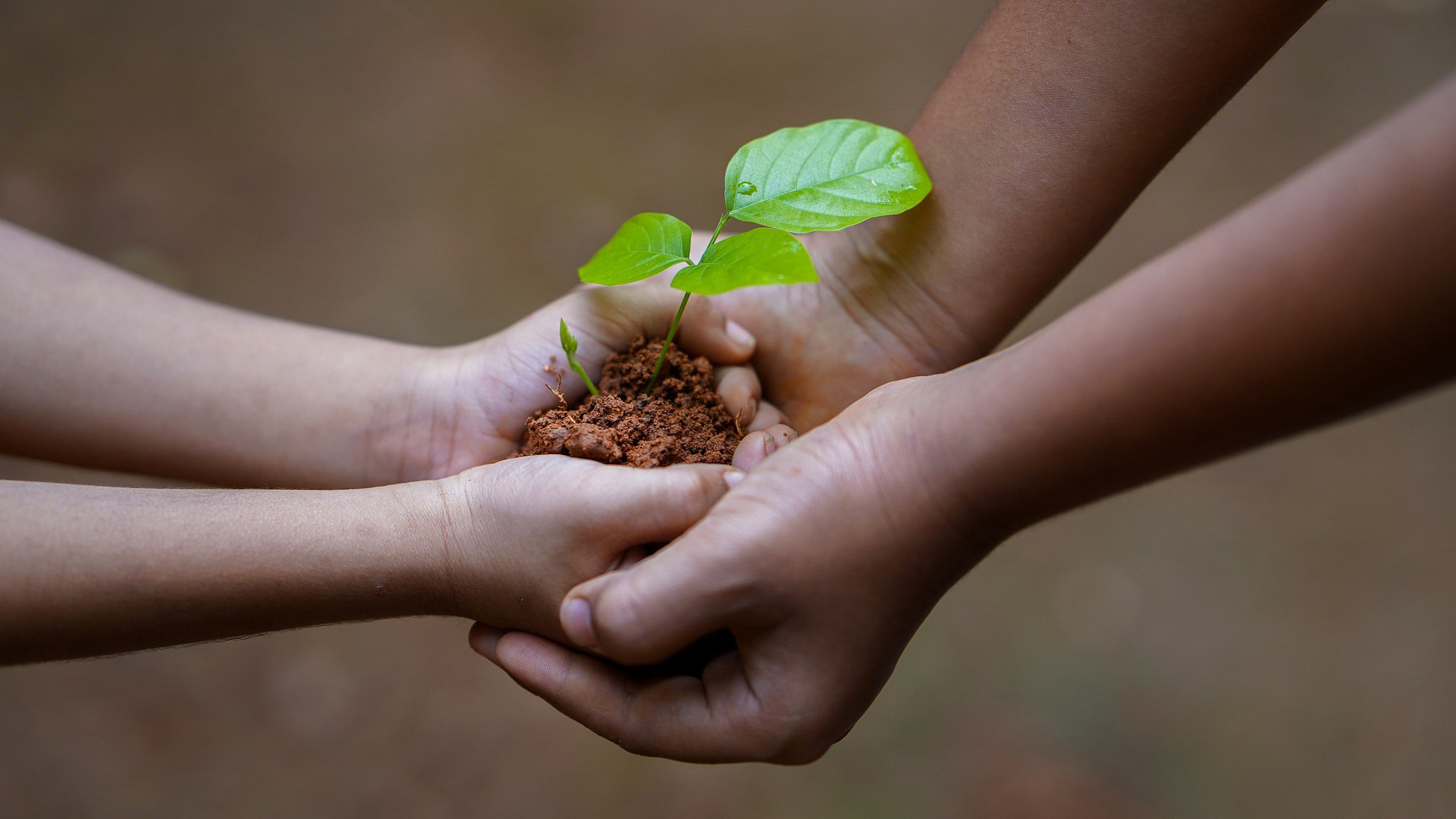 Two different people standing across from one another with their hand cupped one holding dirt and a small little growth of what appears to be the start of a tree. The other hand on the right of the graphic is cupping their hands and appears to be receiving the new growth.