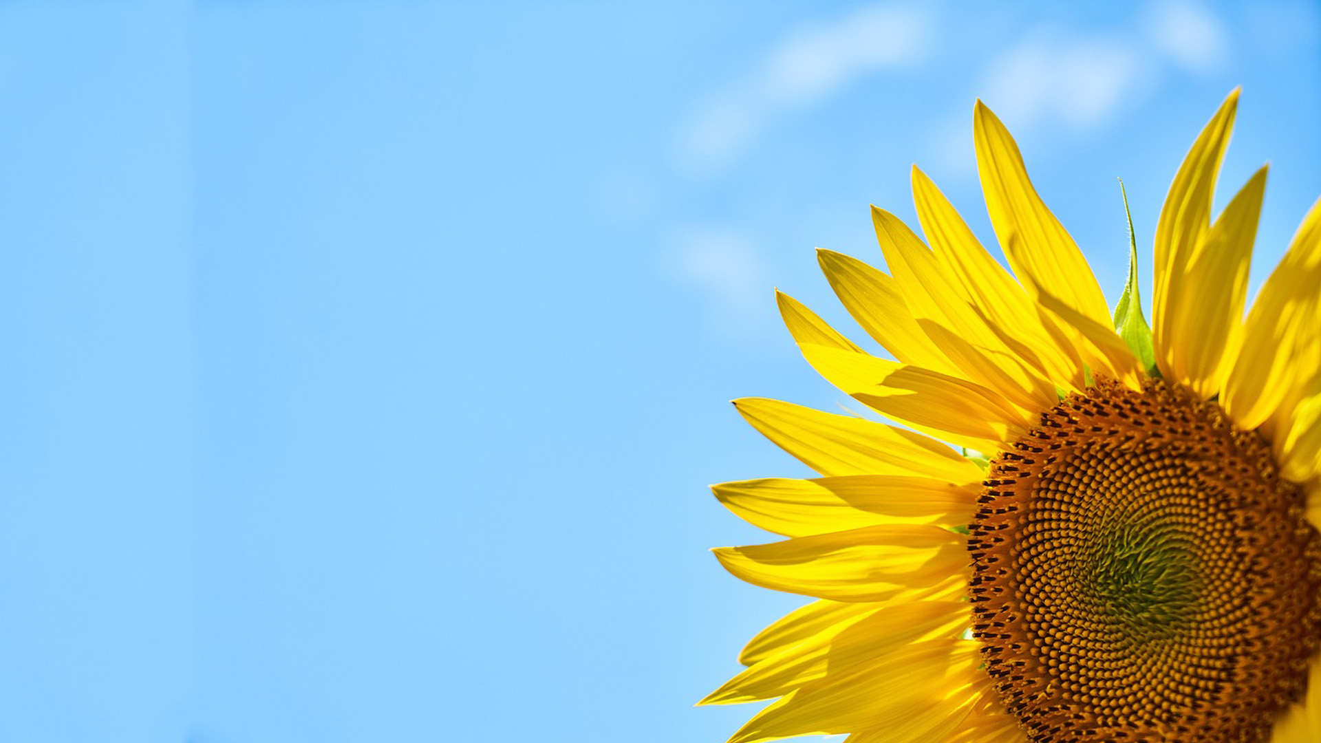A up close photo of a sunflower making up the bottom right corner of the image. Photo is taken at the angle of looking up into the sky. So the rest of the image is blue skies with little clouds