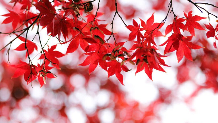 An image of bright red maple leaves hanging down from branches across the top edge. The blurred background appears to be more red leaves against snow.