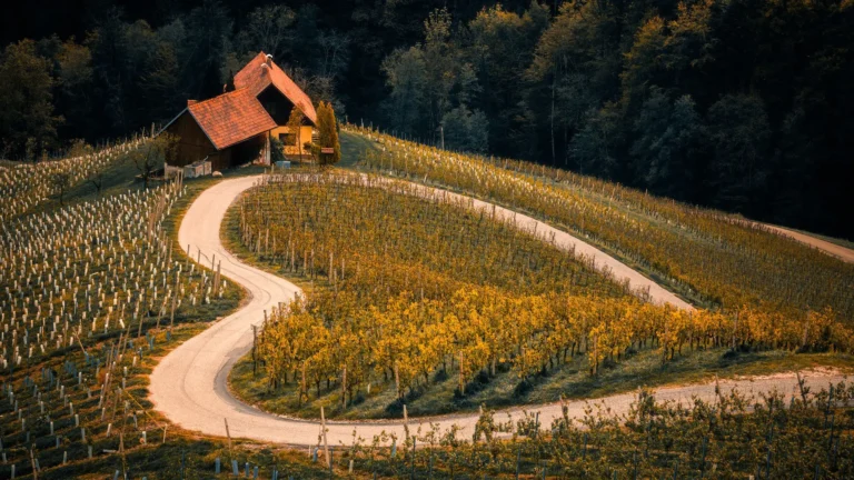 A photo of a vineyard with two little brown buildings with terracotta roofs sitting in the left midground. A gravel road comes from the right edge and loops around the vineyard creating a heart shape. The background is filled with trees.