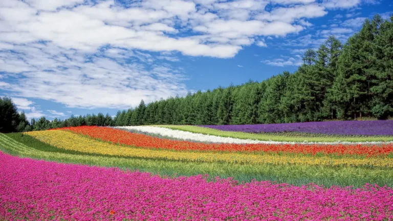 A photograph of a field of flowers against pine trees and a bright blue sky with fully white clouds. The flowers are planted in rows by their colors. In the foreground are bright pink flowers. Followed by rows of green, yellow, red, white, and purple.