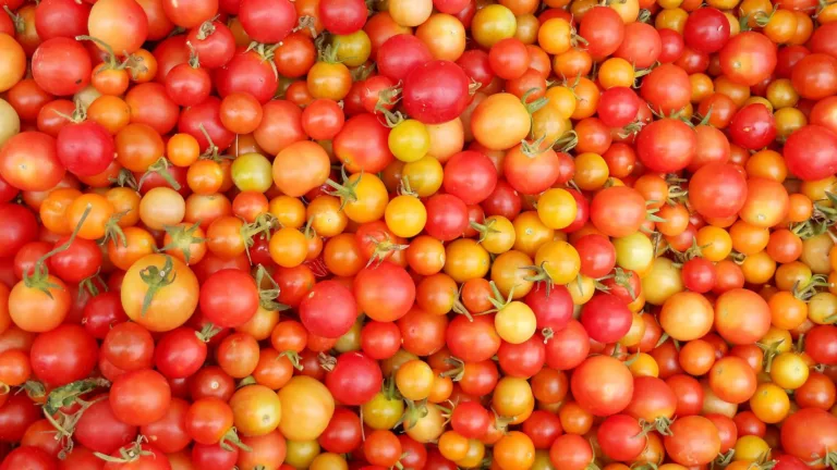 A close-up photo of a pile of orange, red and yellow cherry tomatoes.
