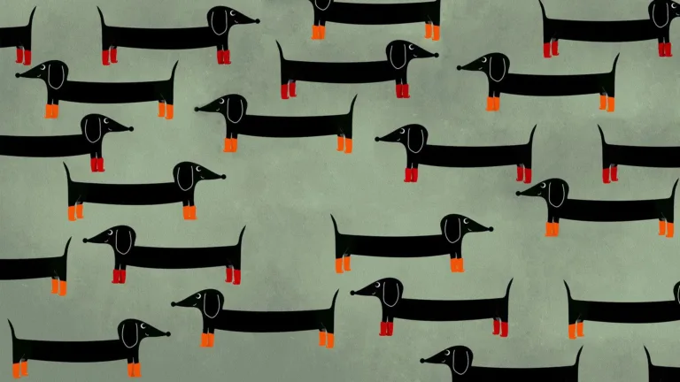 n olive green background with drawings of black dachshund dogs covering the entire image. All the dogs are wearing rain boots on all four of their feet. The dogs either have red rain or orange boots.