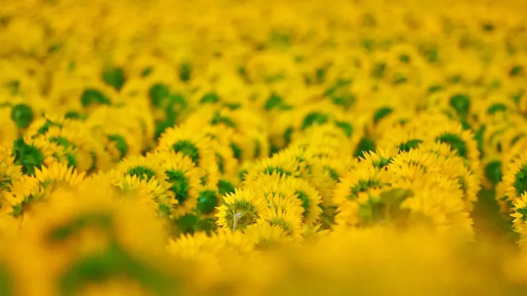 A photo of the backs of bright yellow sunflowers filling the entire image. Instead of showing the front of the flowers, this photo is showing the back side of them, so only their green stems and yellow petals show. No brown centers are visible.