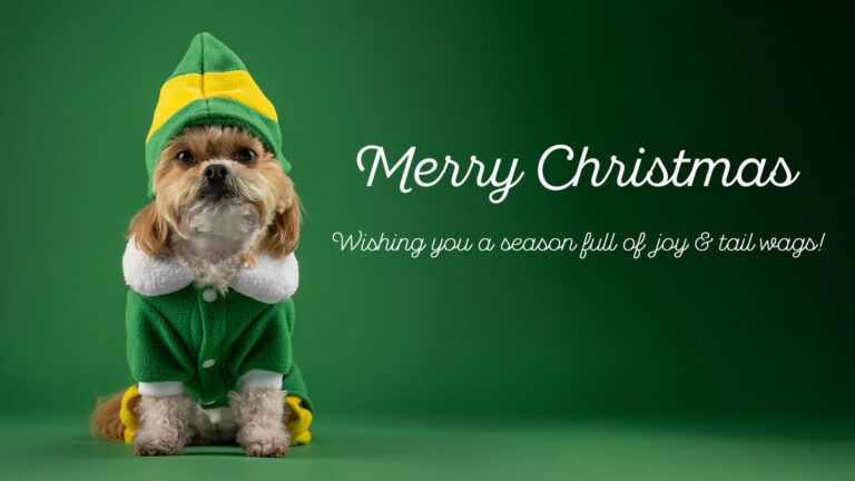 A tan and white terrier dog dressed up in a green elf costume sits on the left side. The background is dark green. To the right of the dog is the words ‘Merry Christmas’ in large white, cursive, sans letters. Below it, using the same font but smaller, is the sentence, "Wishing you a season filled with joy and tail wags!”