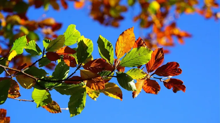 A photo of a tree’s leaves turning from green to orange to red against a bright blue sky.
