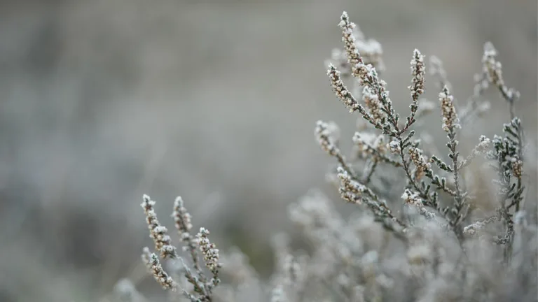 A close-up photo of a pine tree branch covered in frost. The background is blurred out but appears to be possibly more frost covered pine trees.