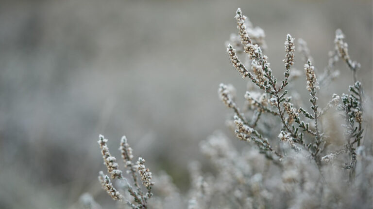 A close-up photo of a pine tree branch covered in frost. The background is blurred out but appears to be possibly more frost covered pine trees.