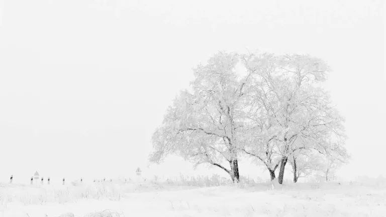 A photo of a fresh, snowy landscape. The sky is white and the grassy ground or field is covered in snow. There are two leafless trees covered in snow near the right side.