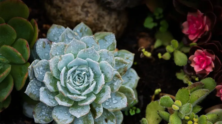A birds eye photo of a succulent garden. A echeveria elegans is the largest and most visible plant with smaller bright green and pink succulents surrounding it. The dark black dirt is slightly out of focus. The garden appears to have just been watered, since there are water droplets on all the plants.