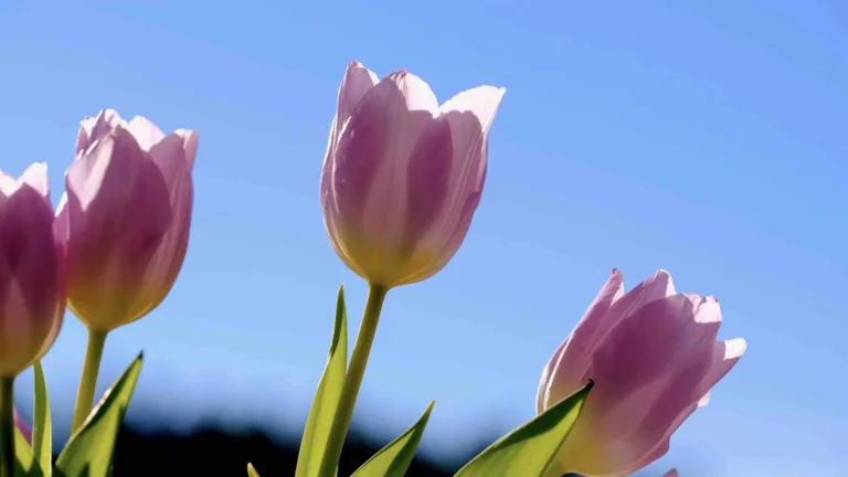 A video shot upward on a group of pink tulips slightly swaying against a clear, bright blue sky.