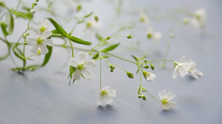 A close up photo of a stem of small white flowers laying against a shadowed white surface.