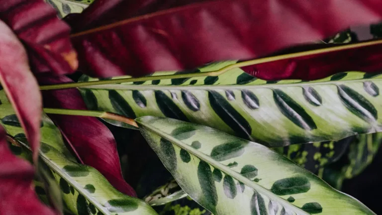 A close up photo of the top and underside of a rattlesnake plant.