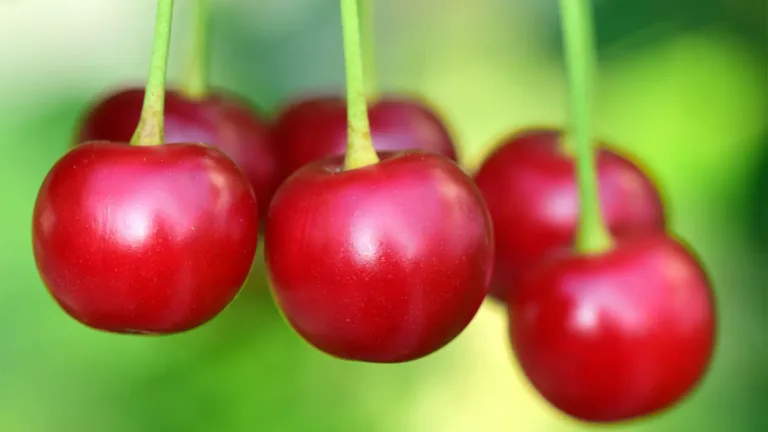 A photo of three red cherries hanging down from bright green stems fills the graphic. The bright green, outdoors background is blurred. There are three more cherries behind the three in focus that are blurred.
