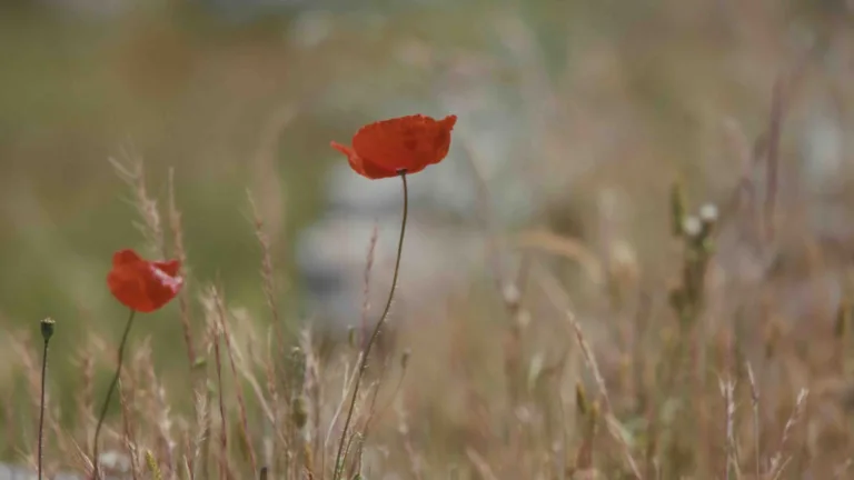 A video of two red poppy flowers blowing in the wind against a dry tan grassy field.