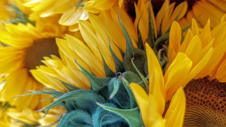 A close-up photo of bright yellow sunflowers.